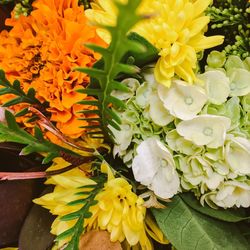 Close-up of yellow flowers