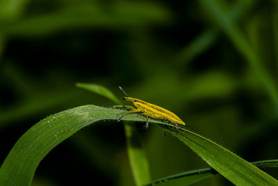 Close-up of insect on leaf