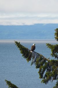 Bird perching on a tree