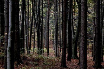 Trees in forest