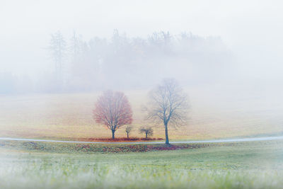 Trees on field against sky