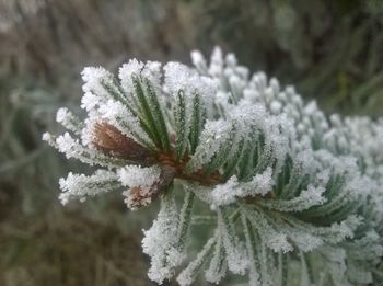 Close-up of frozen plant