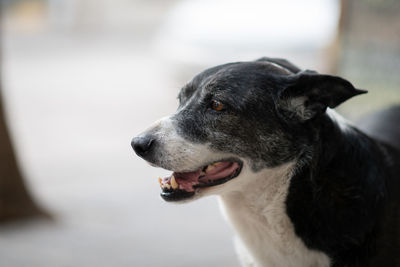 Close-up of a dog looking away
