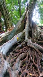 Low angle view of tree in forest