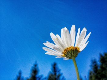 Close-up of white daisy flowers