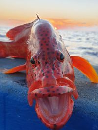 Close-up of fish swimming in sea