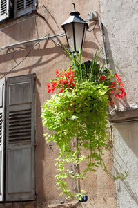 Low angle view of potted plants on wall