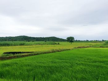 Scenic view of agricultural field against sky