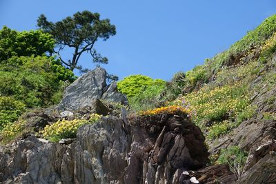 Plants growing on rocks against clear sky