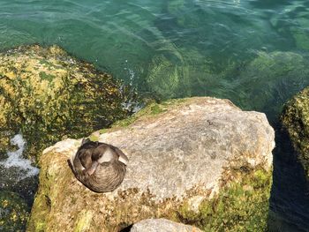 High angle view of duck on rock by sea