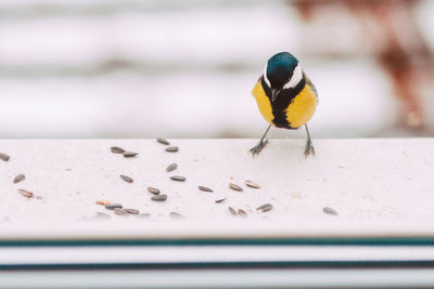 Close-up of bird perching on retaining wall