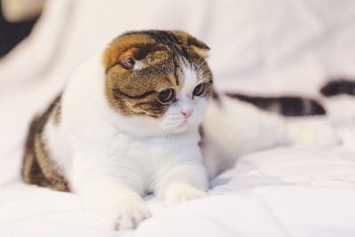 Close-up of a cat relaxing on bed