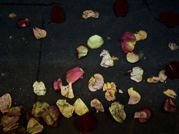 High angle view of leaves floating on water