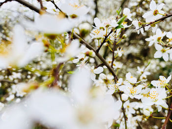 Close-up of white cherry blossom tree