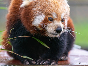 Close-up of a red panda looking away