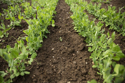 Plants growing on field