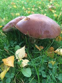 Mushrooms growing on grassy field