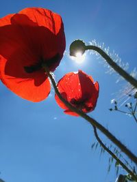 Close-up of red poppy flower