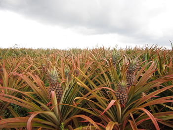 Crops growing on field against sky