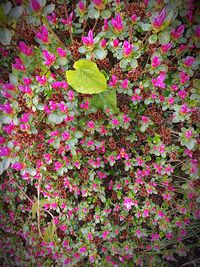 Close-up of pink flowers blooming outdoors