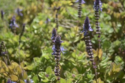 Close-up of purple flowering plants