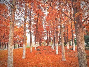 Trees in forest during autumn