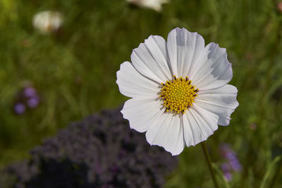 Close-up of white flowering plant in park