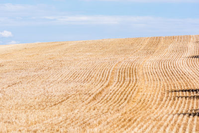 Scenic view of wheat field against sky