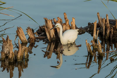 High angle view of birds on lake