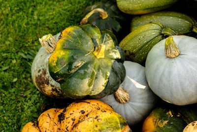 Close-up of pumpkin on field