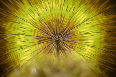 Full frame shot of yellow flower