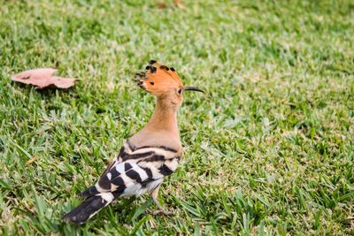 Close-up of bird on grass