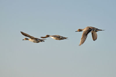 Low angle view of birds flying against clear sky