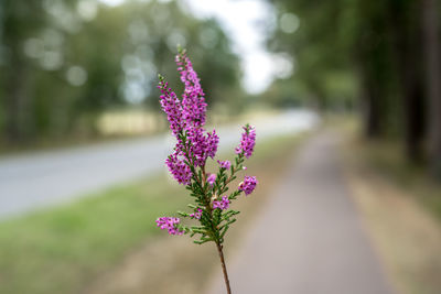 Close-up of pink flowering plant