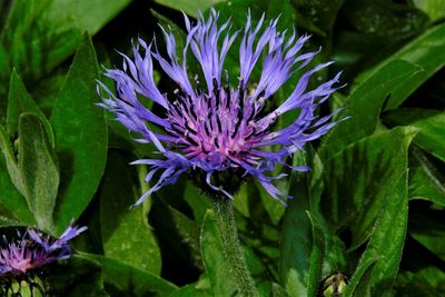Close-up of purple flowering plant