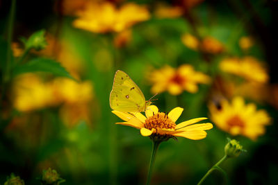 Close-up of butterfly pollinating on yellow flower