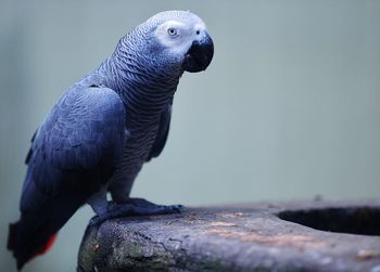 Close-up of african grey parrot perching on wood in cage