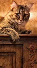 Close-up portrait of kitten