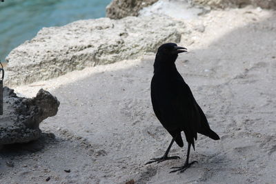 Black bird perching on rock