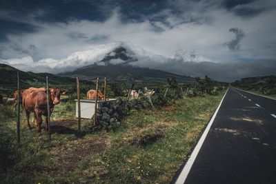 Cattle on landscape against sky