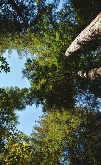 Low angle view of tree