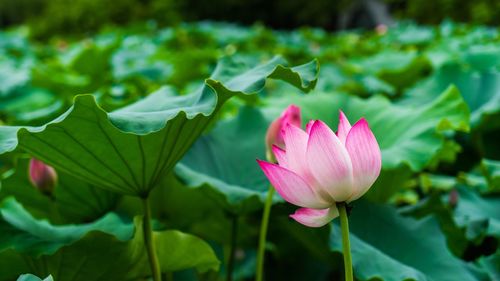 Close-up of pink lotus flower against leaves