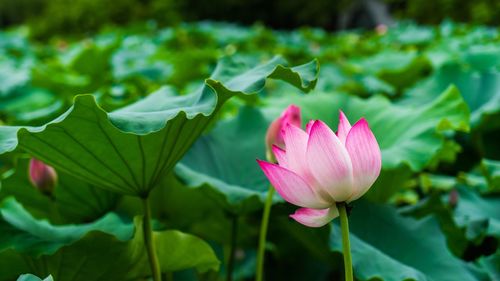 Close-up of pink lotus water lily in pond