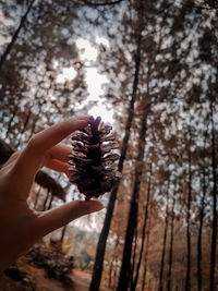 Close-up of hand holding plant