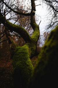 Low angle view of tree trunk