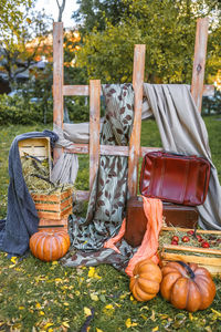 View of pumpkins in autumn