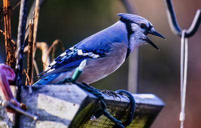 A bluejay lands on the backyard deck