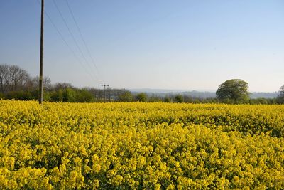 Scenic view of oilseed rape field against sky