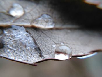 Close-up of water drop on leaf