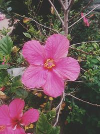 Close-up of pink flower